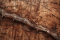 Processed collage of old tree bark trunk material texture. Background for banner, backdrop Royalty Free Stock Photo