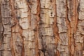 Processed collage of old tree bark trunk material texture. Background for banner, backdrop Royalty Free Stock Photo