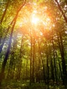 The sunlight going through Fernridge Trail Loop woods trees Royalty Free Stock Photo