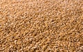 Processed organic wheat grains texture background Royalty Free Stock Photo