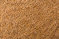 Processed organic wheat grains texture background Royalty Free Stock Photo