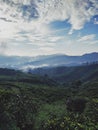 The most wonderful of Tea Garden in Mountain side. Malasari-Sukabumi, Indonesia.