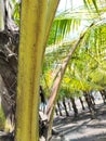 the leaf sheath of a coconut tree