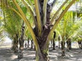 the leaf sheath of a coconut tree