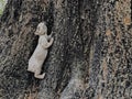 Old squirrel statue and the ole tree Royalty Free Stock Photo