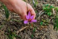 Processing of saffron beautiful purple in a field Royalty Free Stock Photo