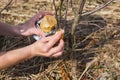 Processing of garden graft apple trees in spring