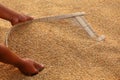 Processing golden paddy seeds