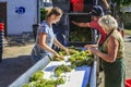 Processing harvested grapes.