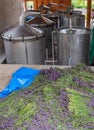 Processing Harvested Lavender Flowers Royalty Free Stock Photo