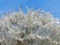 Procession caterpillar nest webs covering a tree