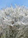 Procession caterpillar nest webs covering a tree i