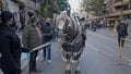 Procession of horses and other animals on the street for benediction and blessing during Saint Anthony Abbot Festival In