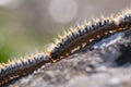 Processional caterpillars following the line