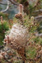 Processional Pine Caterpillar nest