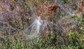 Processionary moth or caterpillar nests made from silk