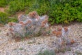 Processionary moth or caterpillar nests made from silk