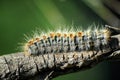 Processionary caterpillar climbing the branch Royalty Free Stock Photo