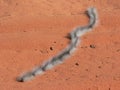 Processionary caterpillars, Denham, Australia