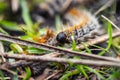 pine processionary caterpillars advancing in line in a garden(in macro) Royalty Free Stock Photo