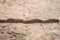 Processionary caterpillars moving in a line on sandy ground Royalty Free Stock Photo