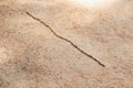 Processionary caterpillars moving in a line on sandy ground Royalty Free Stock Photo