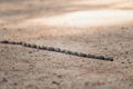 Processionary caterpillars moving in a line on sandy ground Royalty Free Stock Photo