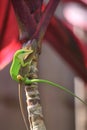 Procreation of the green Anole Royalty Free Stock Photo