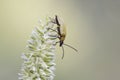 Proctenius species is a bright orange-green beetle from the eastern group of the Darkling beetle perched upside down on a spike