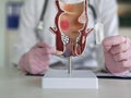 Proctologist doctor inserting rectal suppository into artificial model of human rectum concept Royalty Free Stock Photo