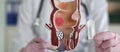 Proctologist doctor inserting rectal suppository into artificial model of human rectum concept Royalty Free Stock Photo