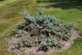 Procumbent Blue Spruce  822981 Royalty Free Stock Photo