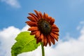 A procut red sunflower standing tall in the sky Royalty Free Stock Photo
