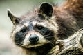 Procyon lotor raccoon closeup Royalty Free Stock Photo