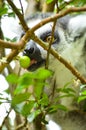 Procyon lotor`s eating green fruit on the tree Royalty Free Stock Photo