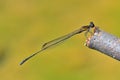 Prodasineura humeralis male Orange-striped Thread