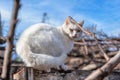 prodigal mongrel white cat sits on a wooden peeling fence in early spring