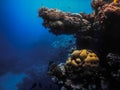 prodruding corals while diving in the blue sea in egypt Royalty Free Stock Photo