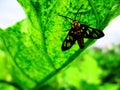 Insect wasp bee perched on green leaf