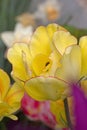 Tulipa âAkebonoâ is an elegant, large yellow tulip with a peach blush and a thin red edge, truly unique!