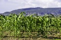 A corn farm in Jalisco