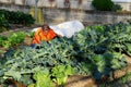 Producing Vegetable