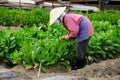 Producing Vegetable