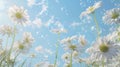 Product display with white daisies and soap bubbles on a blue sky background. 3D rendering. Royalty Free Stock Photo