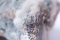 Product mold. Macro photo of mold. Close-up mold Royalty Free Stock Photo