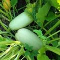 Product vegetable edible zucchini light green
