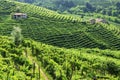 Production area of Prosecco