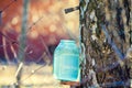 Production of birch sap in a glass jar Royalty Free Stock Photo