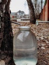 Production of birch sap in glass jar in the forest. Springtime Royalty Free Stock Photo
