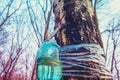 Production of birch sap in a glass jar Royalty Free Stock Photo